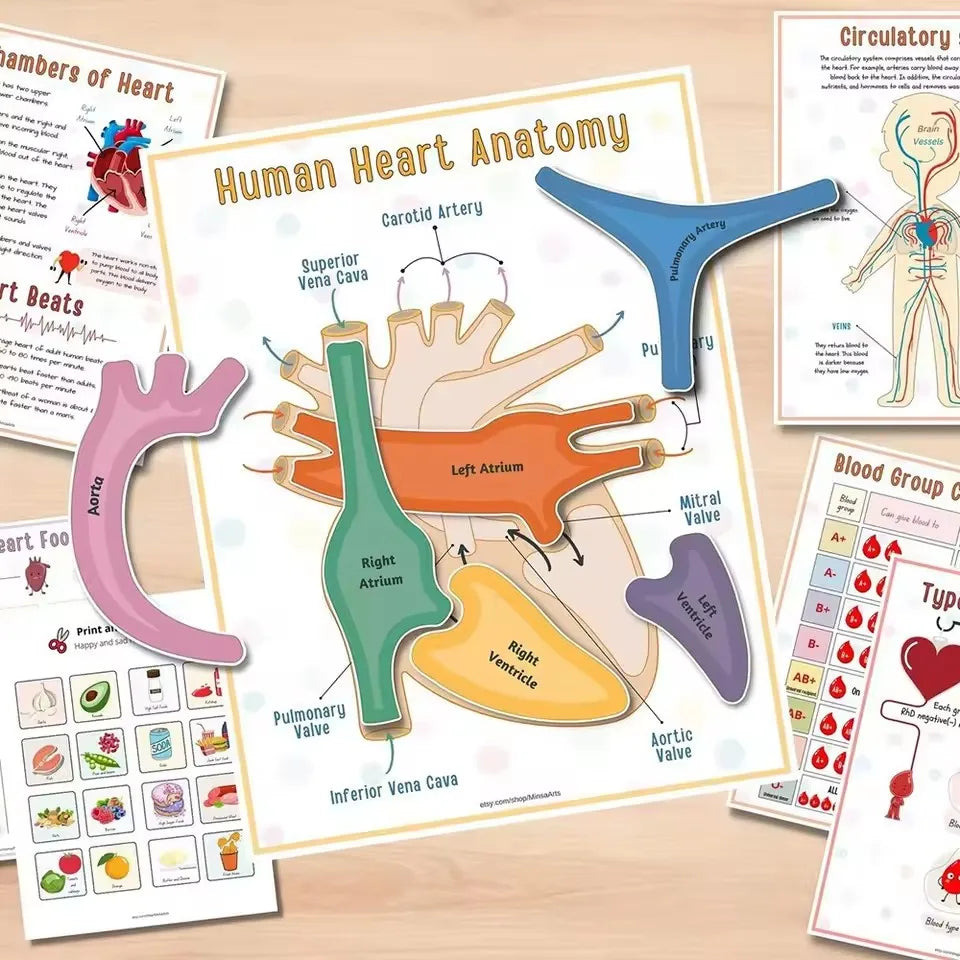 Anatomy busy book heart page with cut-out heart parts to place, plus circulatory system and blood group pages