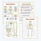Anatomy busy book skeleton pages: labeled skeleton, bone facts, cut-out bones to build and a blank skeleton to label