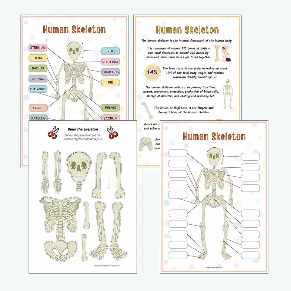 Anatomy busy book skeleton pages: labeled skeleton, bone facts, cut-out bones to build and a blank skeleton to label