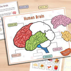 Anatomy busy book brain page with colored lobes and blank labels, plus loose word cards for lobes and brainstem