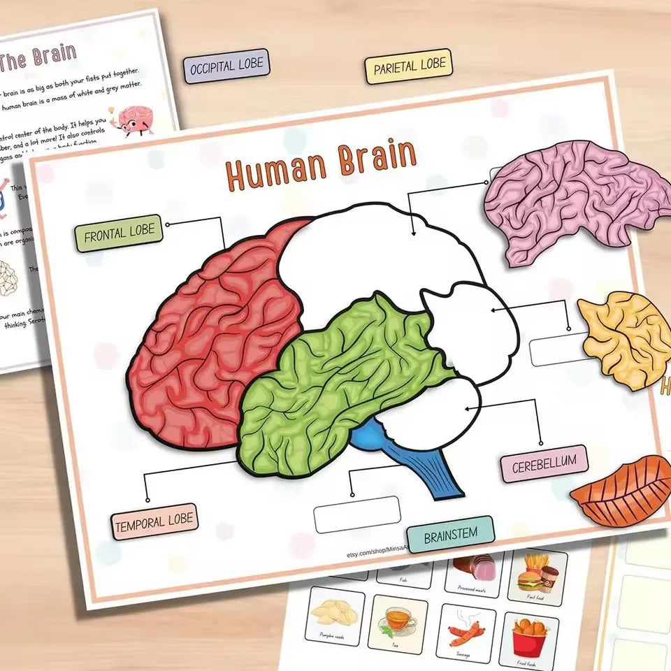 Anatomy busy book brain page with colored lobes and blank labels, plus loose word cards for lobes and brainstem