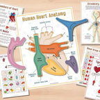 Anatomy busy book heart page with cut-out heart parts to place, plus circulatory system and blood group pages